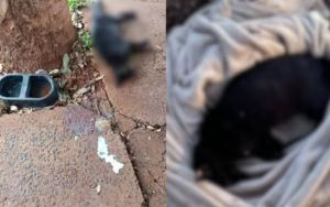 Gatos são encontrados mortos em Bonfim Paulista suspeitos de terem sido envenenados - Foto: Arquivo pessoal