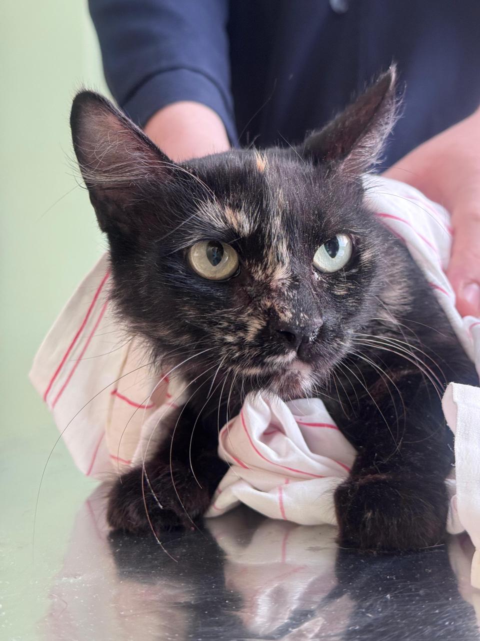 Gato resgatado de esquema de venda ilegal de sangue - Crédito: Arquivo Pessoal